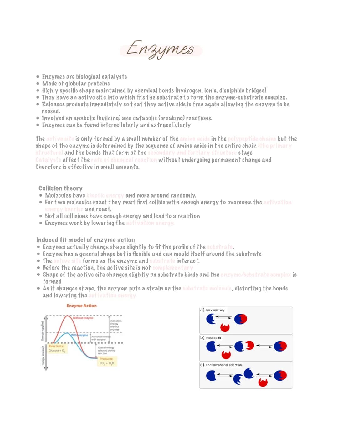 Understanding Enzymes: Active Sites, Induced Fit Model, and Temperature Effects - AQA Biology