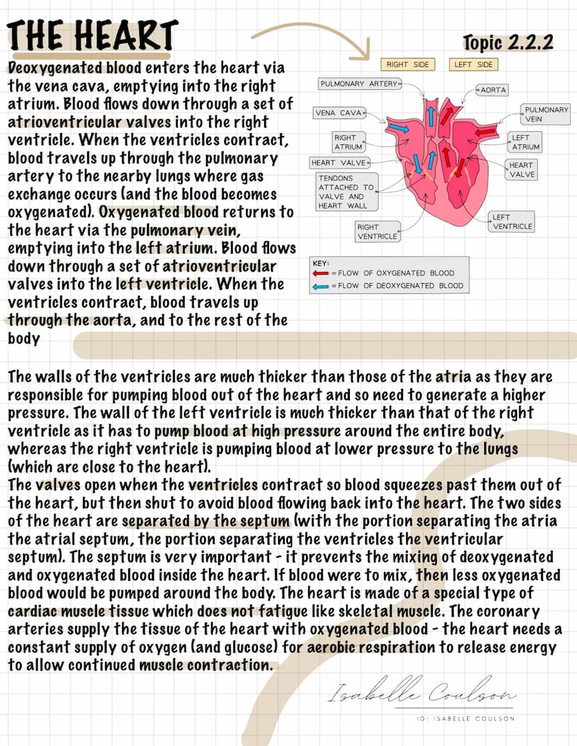 
<p>The human heart is part of a double circulatory system, which consists of a system of blood vessels with a pump (the heart) and valves t