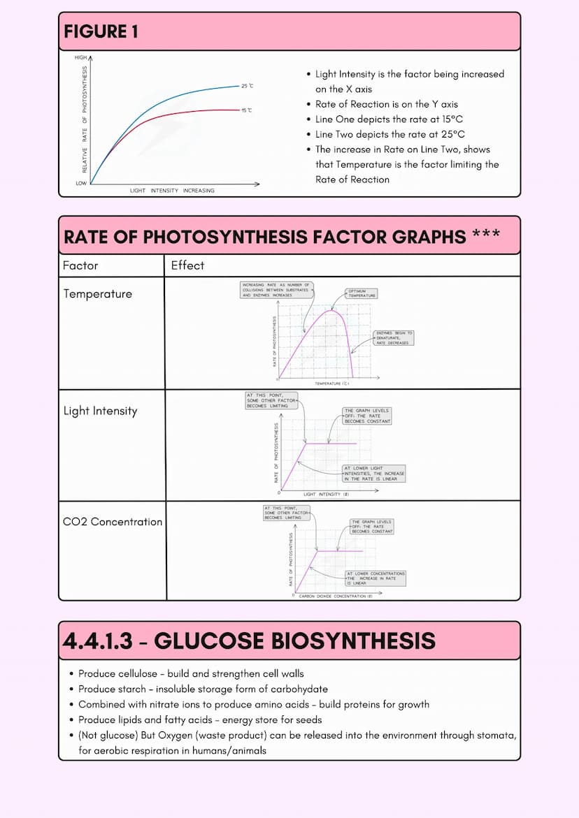 
<h2 id="photosyntheticreaction">Photosynthetic Reaction</h2>
<p>Photosynthesis is the process by which plants create glucose from sunlight.