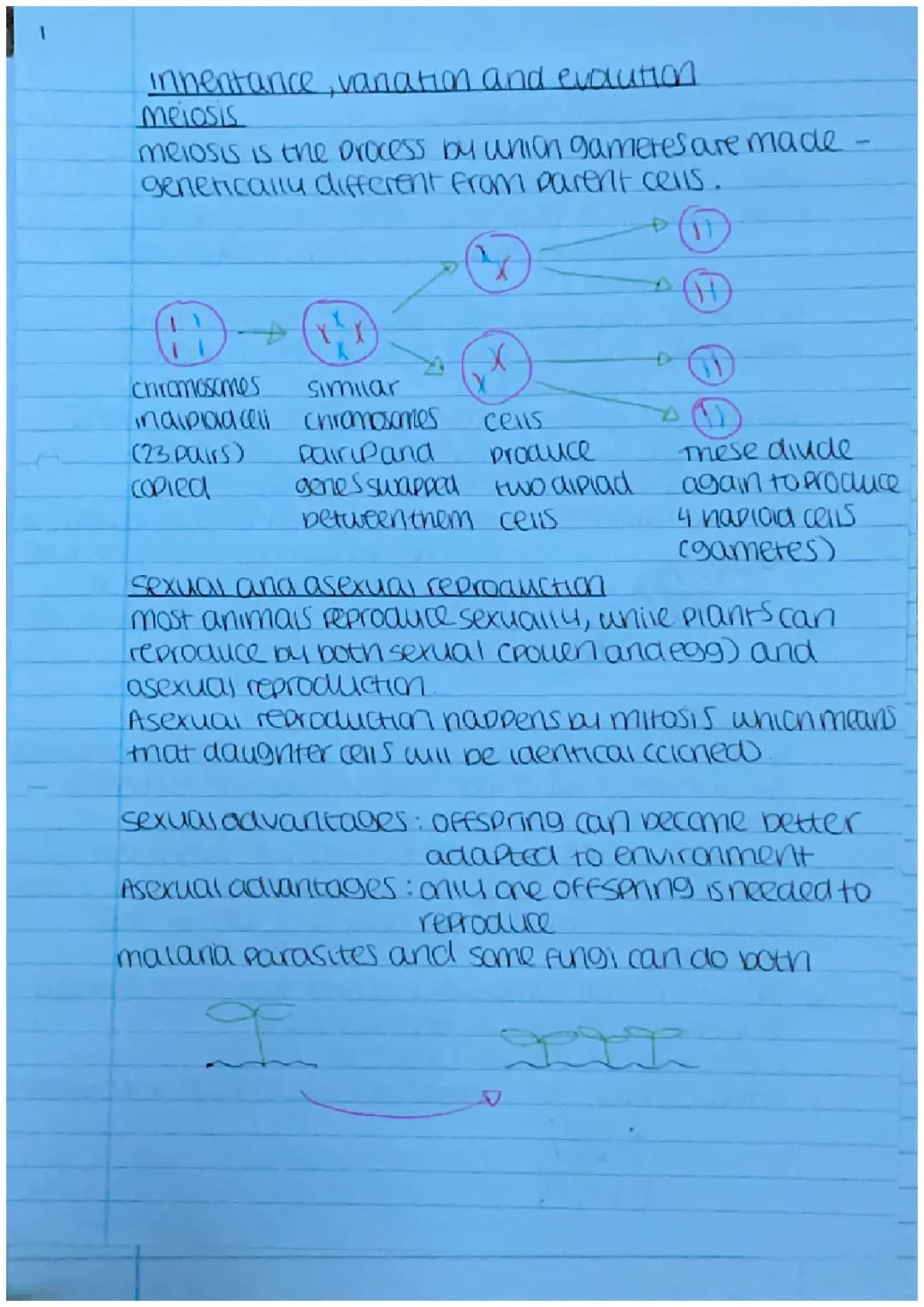 AQA Biology paper 2: Inheritance, variation and evolution  