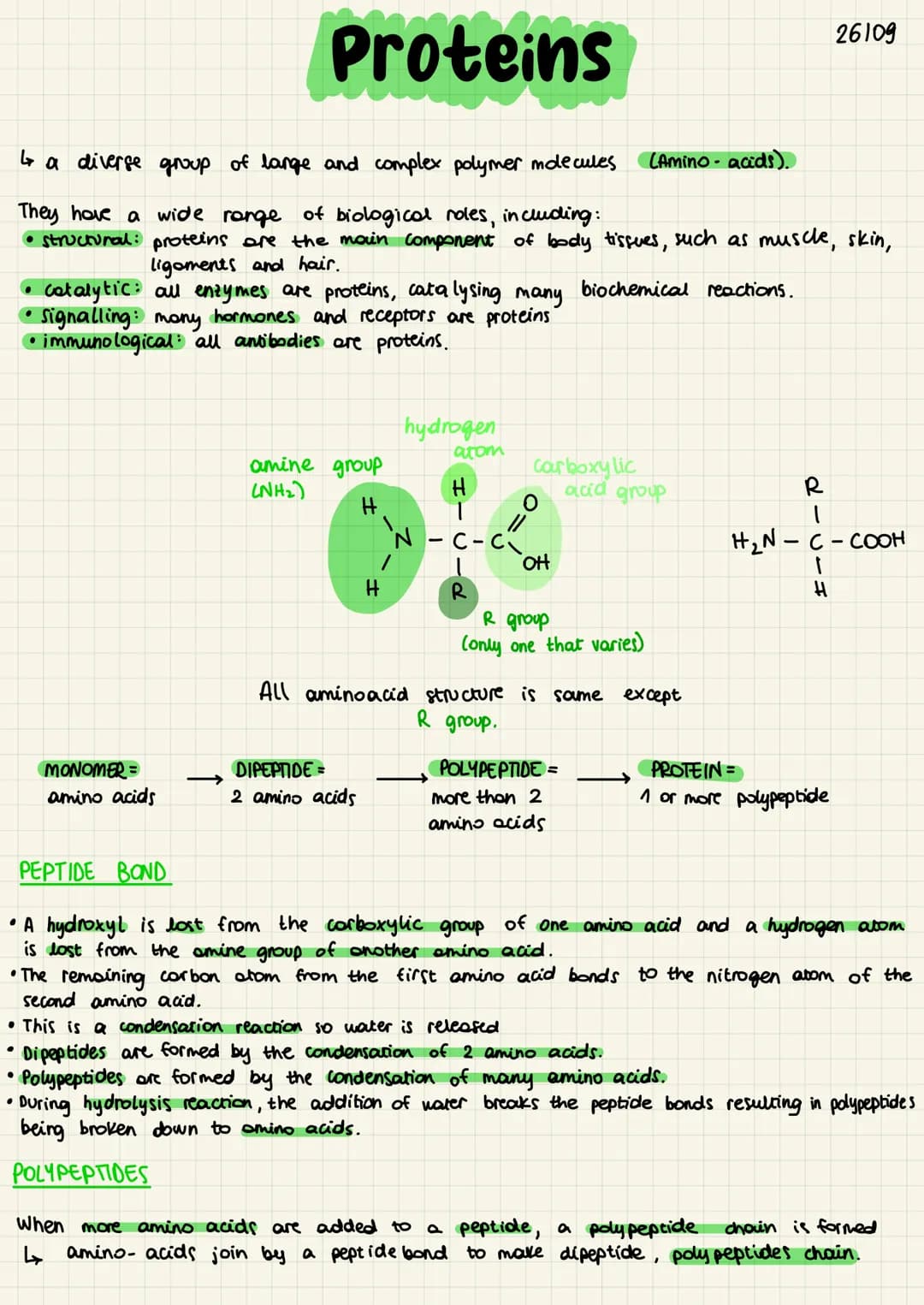 •
Proteins
●
↳ a diverse group of lange and complex polymer molecules
They have a wide range of biological roles, including:
• structural pr