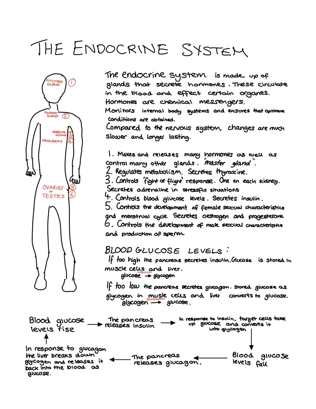 GCSE Revision Notes: Human Nervous System + Endocrine System + Homeostasis + Plant Hormones 