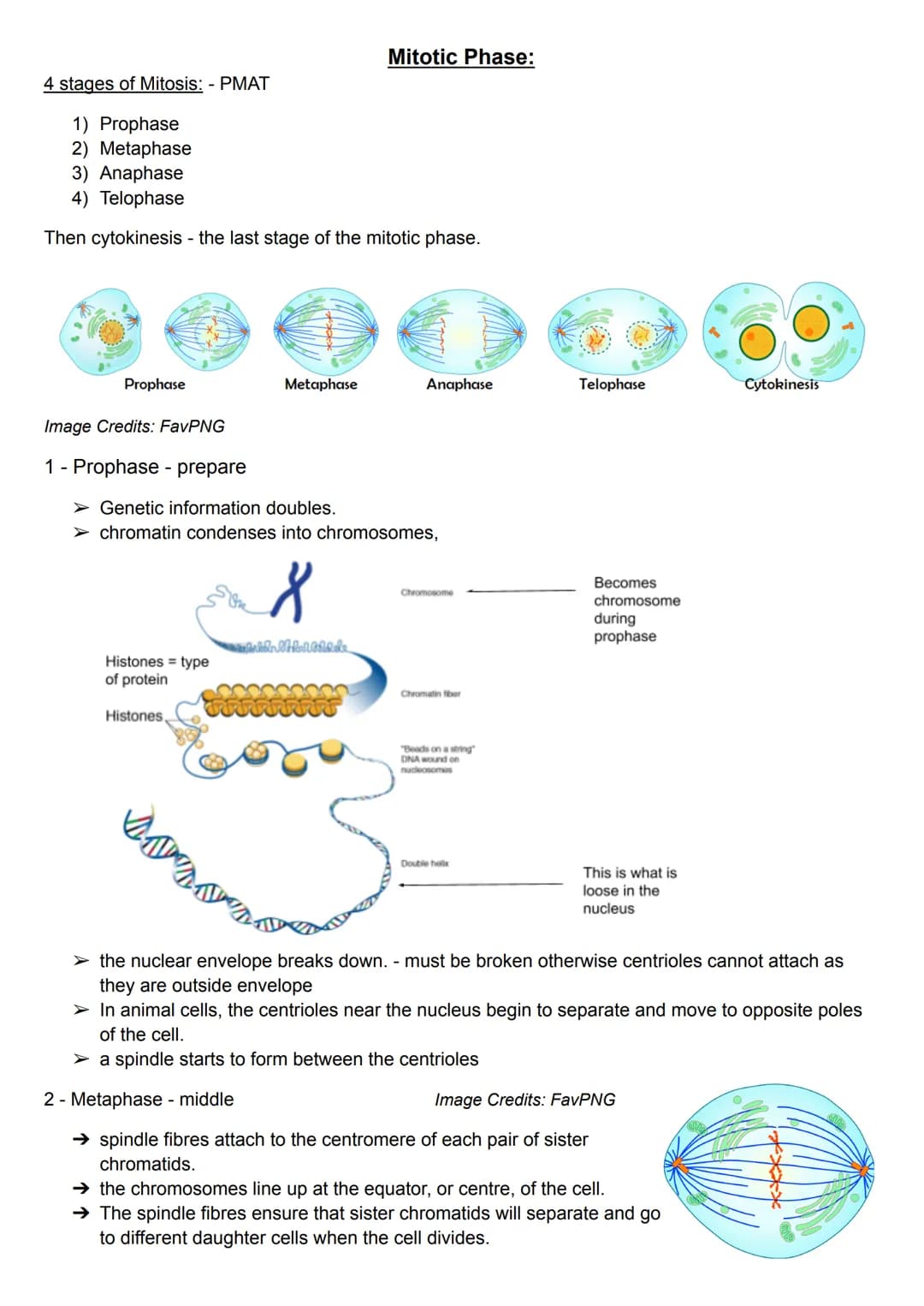 4 stages of Mitosis: - PMAT
1) Prophase
2) Metaphase
3) Anaphase
4) Telophase
Then cytokinesis - the last stage of the mitotic phase.
Propha