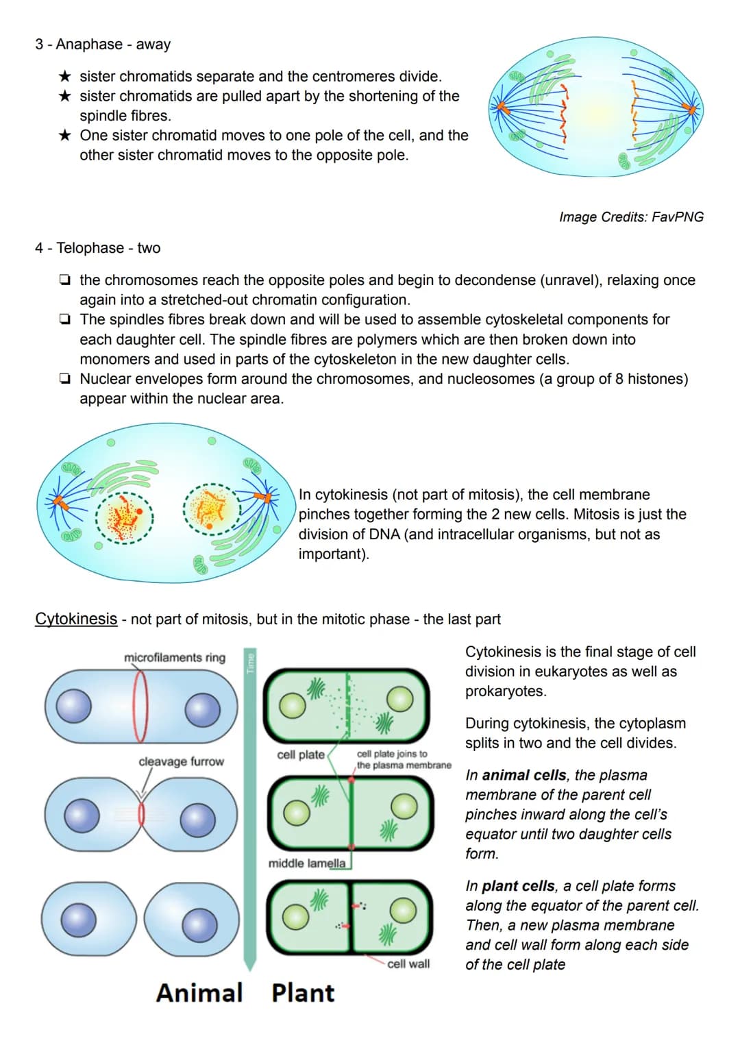 4 stages of Mitosis: - PMAT
1) Prophase
2) Metaphase
3) Anaphase
4) Telophase
Then cytokinesis - the last stage of the mitotic phase.
Propha