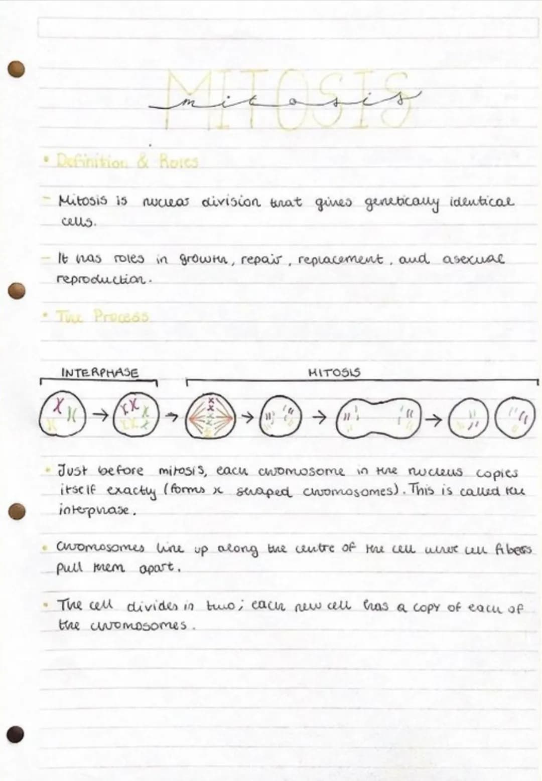 Mitosis GCSE