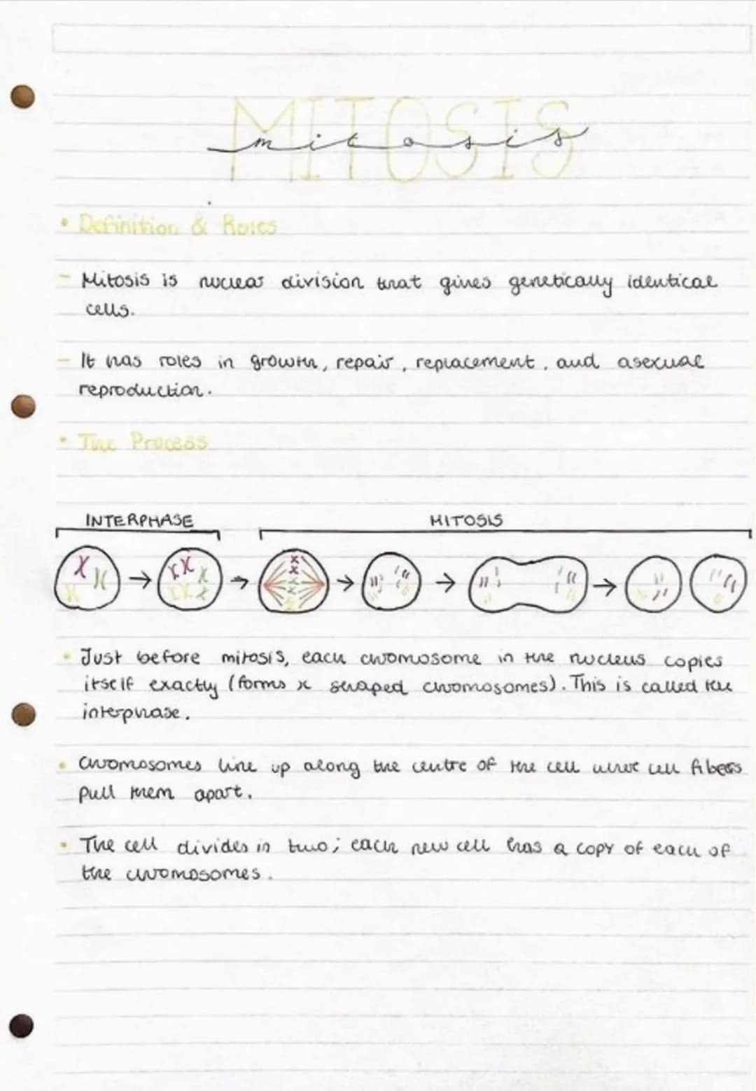 • Definition & Roics
Mitosis is nuclear division that gives genetically identical.
cells.
INTERPHASE
منو
It was roles in growth, repair, rep