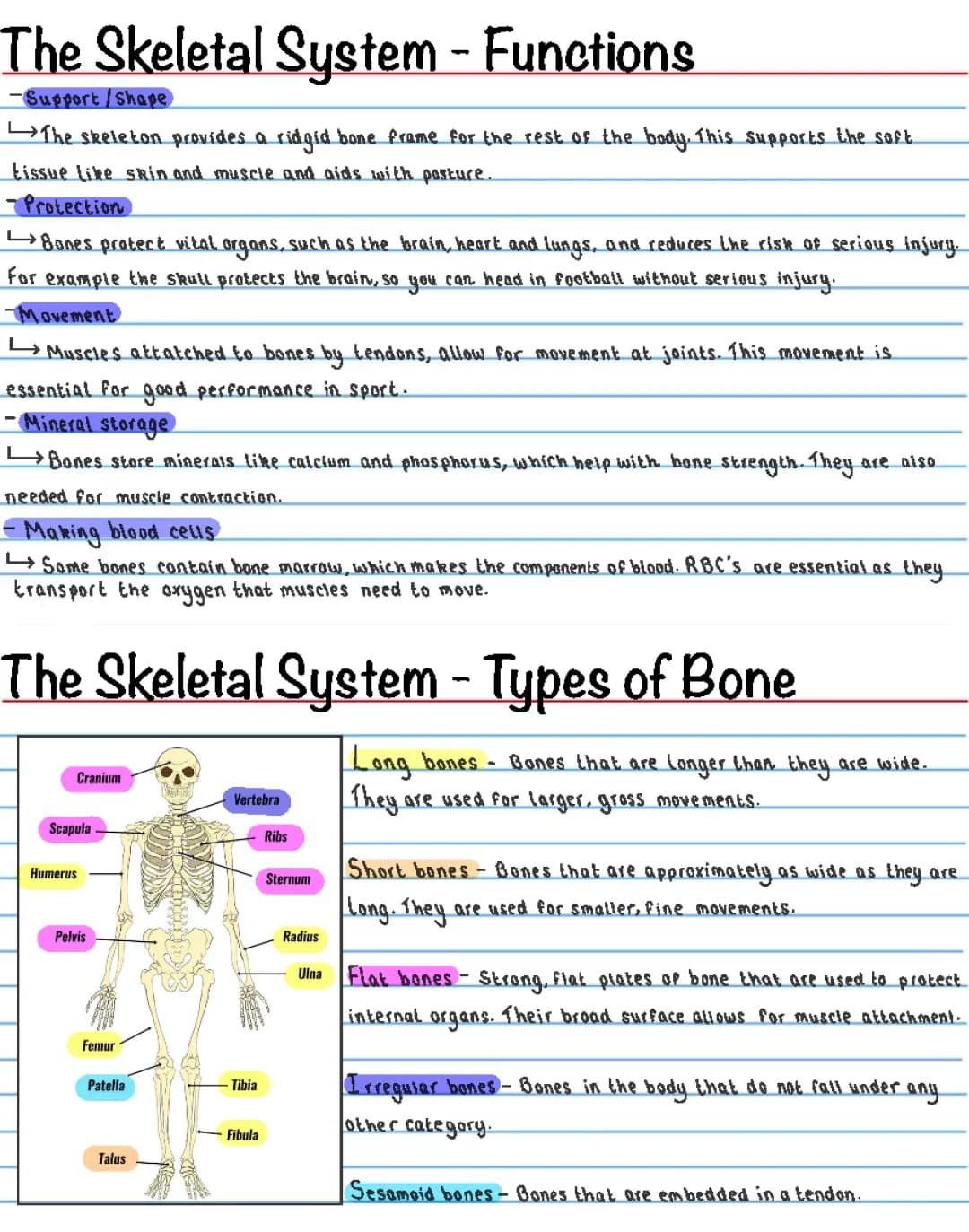 1 - Anatomy and Physiology 