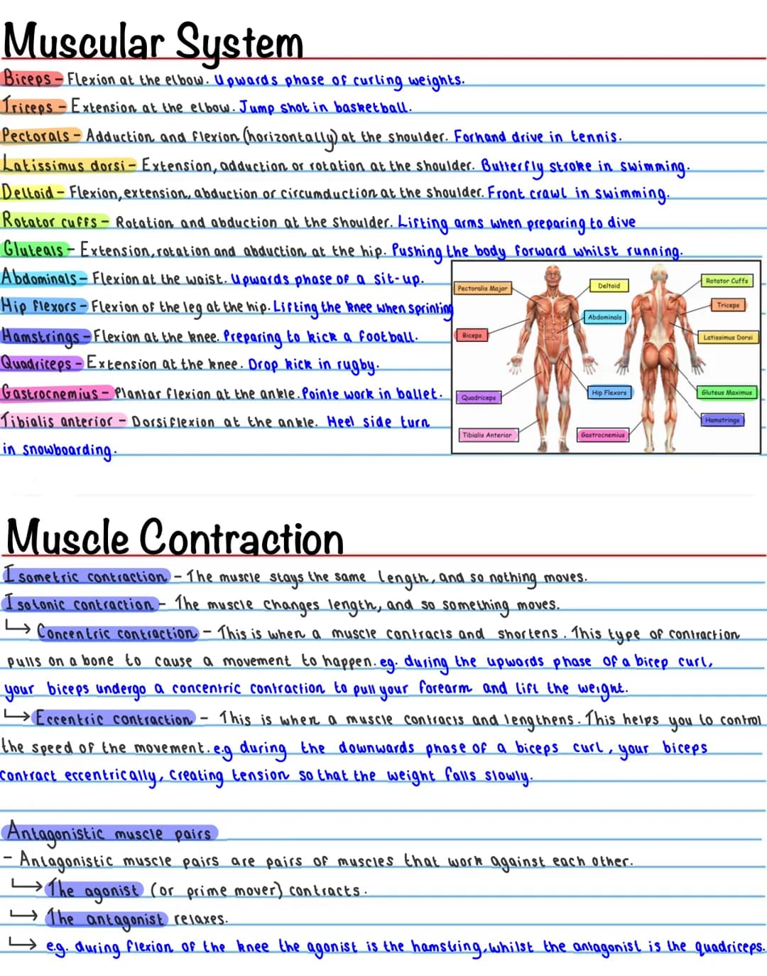 The Skeletal System - Functions
-Support / shape
The skeleton provides a ridgid bone frame for the rest of the body. This supports the soft
