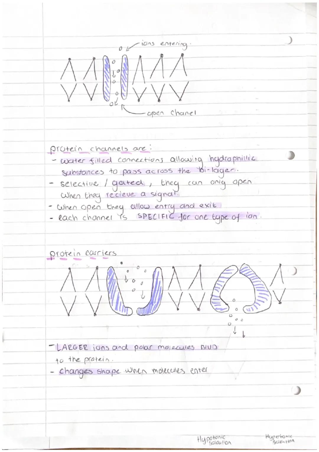 Cell Physiology

Simple diffusion
- moves from a high conc to low conc.
- passive process.
- relies on Kinetic energy.
- rate relies on conc