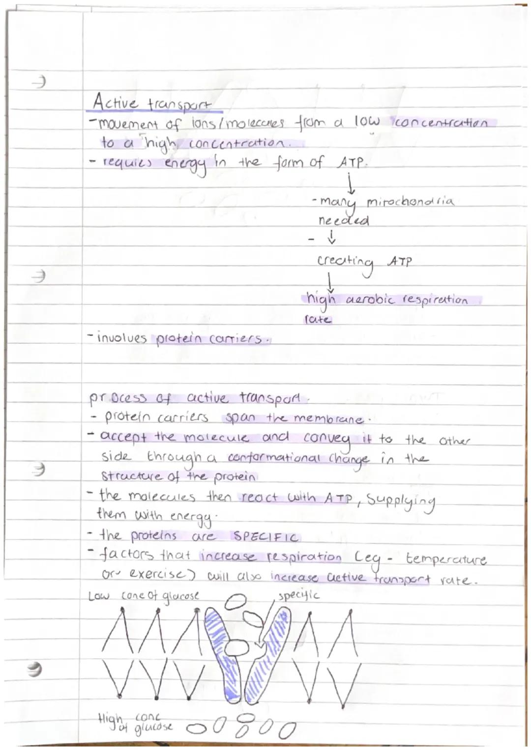 Cell Physiology

Simple diffusion
- moves from a high conc to low conc.
- passive process.
- relies on Kinetic energy.
- rate relies on conc