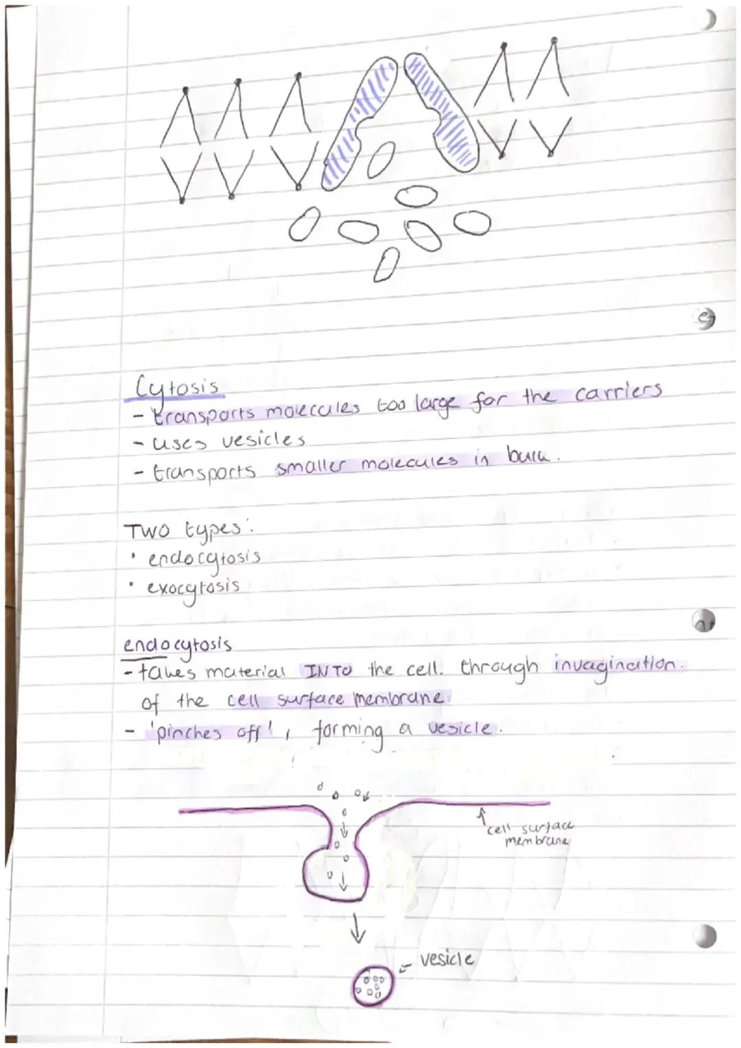 Cell Physiology

Simple diffusion
- moves from a high conc to low conc.
- passive process.
- relies on Kinetic energy.
- rate relies on conc