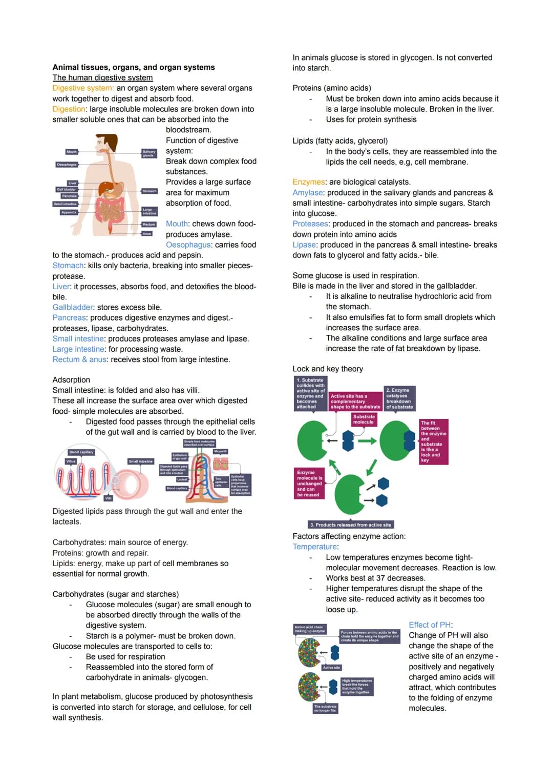 Cell Biology
Eukaryotes and Prokaryotes
Eukaryotes: true nucleus
Prokaryotic: Before nucleus
Animal & plant cells & fungi
Have a cell membra