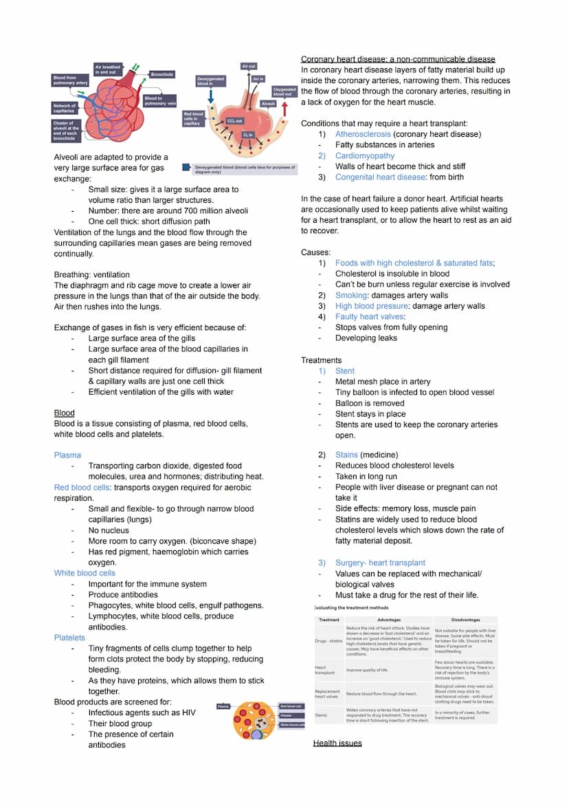 Cell Biology
Eukaryotes and Prokaryotes
Eukaryotes: true nucleus
Prokaryotic: Before nucleus
Animal & plant cells & fungi
Have a cell membra
