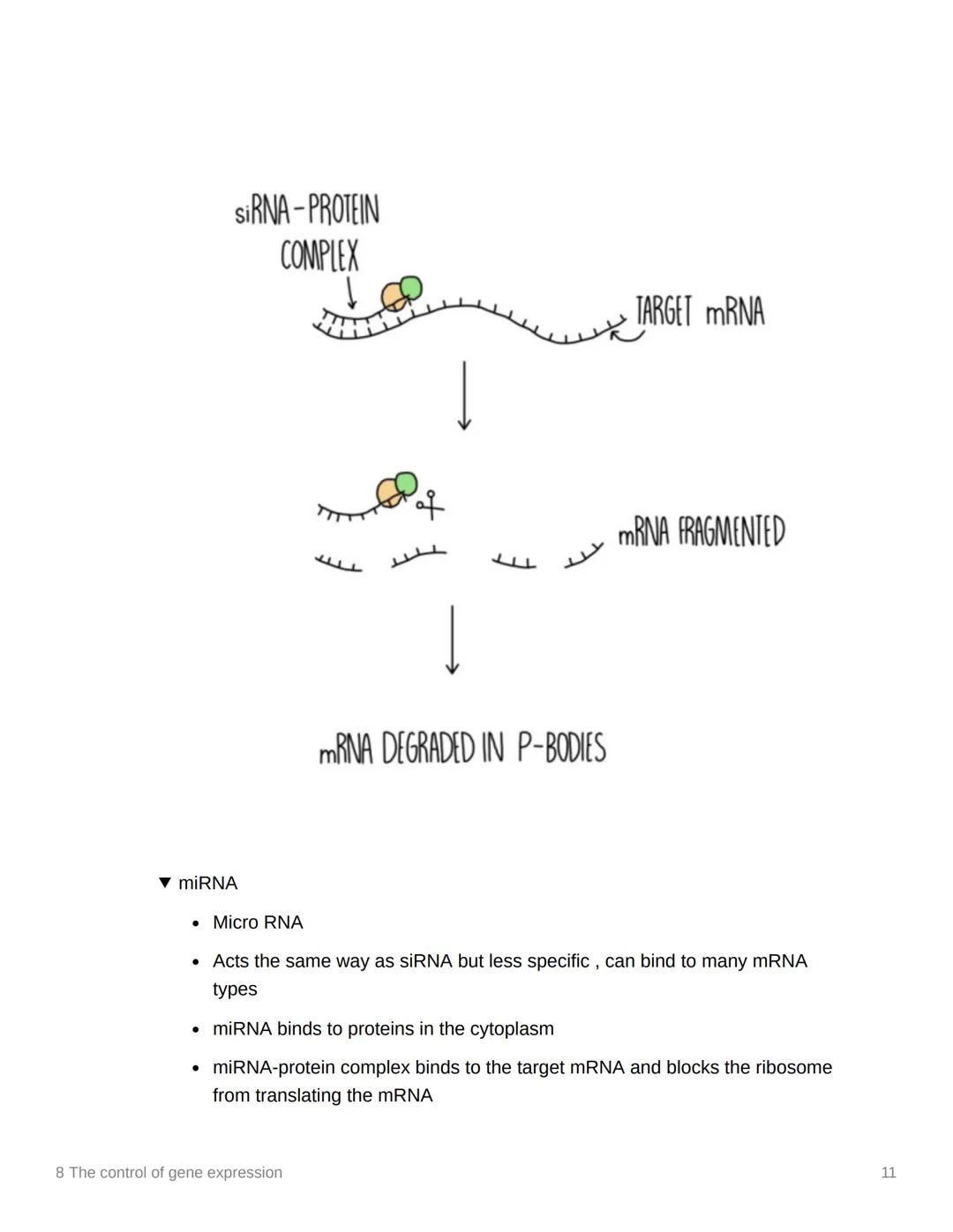 8 The control of gene expression
EAS/A level A level
3.8.1 Alteration of the sequence of bases in DNA alters the structure of proteins
▾ Sub