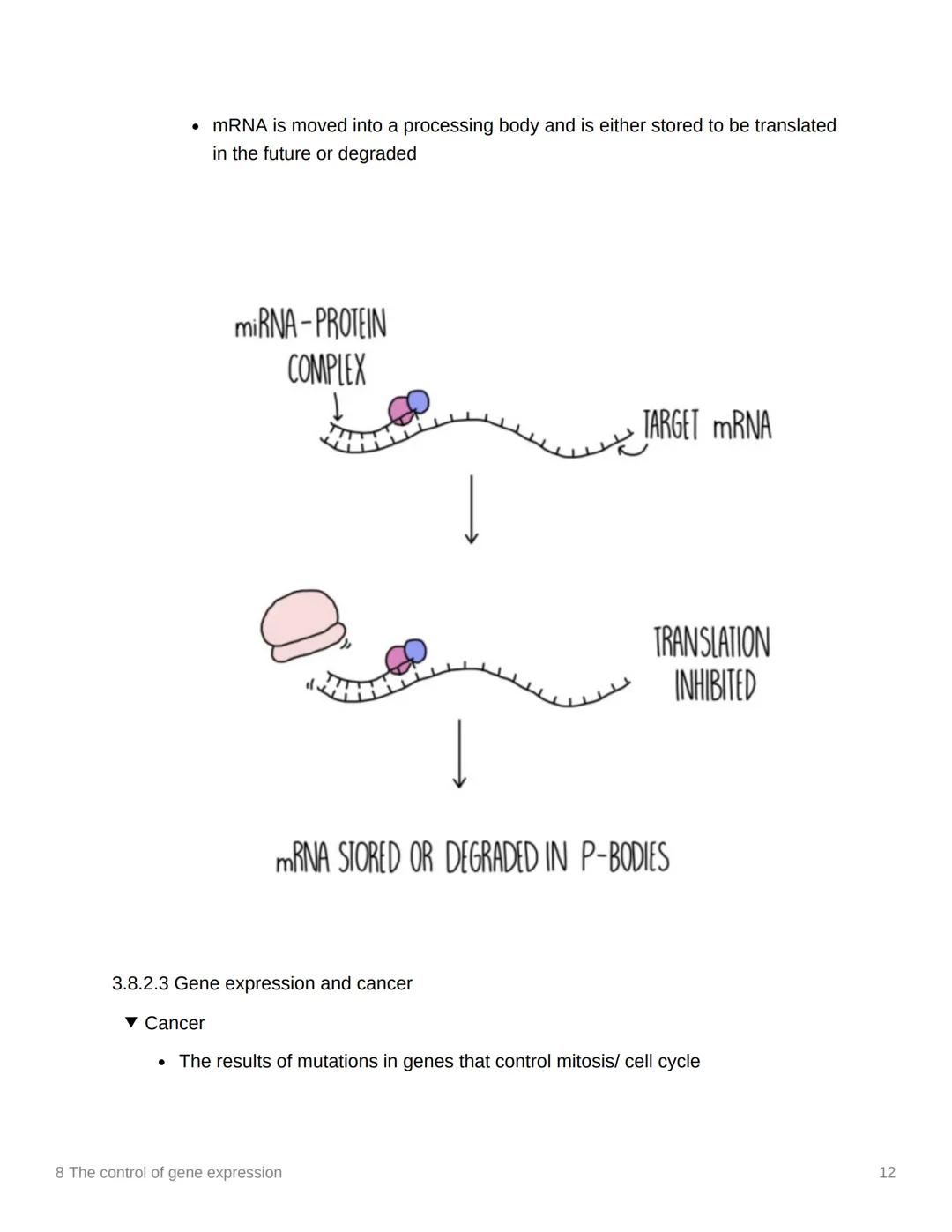 8 The control of gene expression
EAS/A level A level
3.8.1 Alteration of the sequence of bases in DNA alters the structure of proteins
▾ Sub