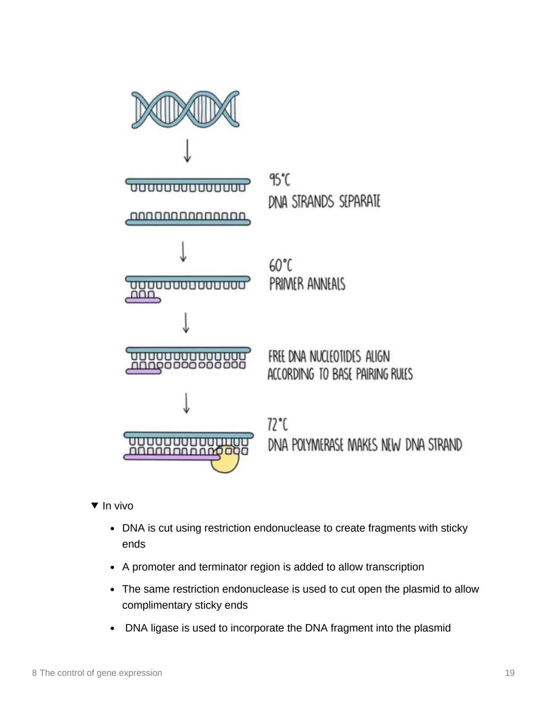 8 The control of gene expression
EAS/A level A level
3.8.1 Alteration of the sequence of bases in DNA alters the structure of proteins
▾ Sub