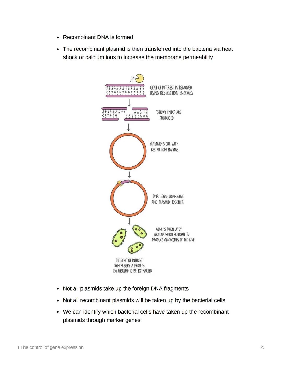 8 The control of gene expression
EAS/A level A level
3.8.1 Alteration of the sequence of bases in DNA alters the structure of proteins
▾ Sub