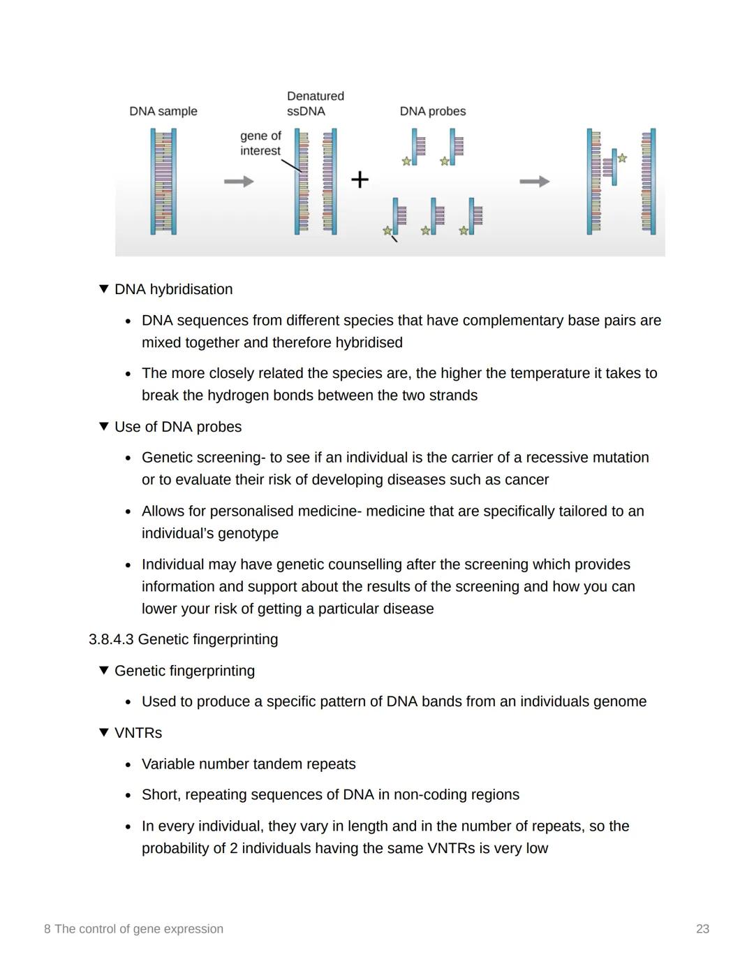 8 The control of gene expression
EAS/A level A level
3.8.1 Alteration of the sequence of bases in DNA alters the structure of proteins
▾ Sub