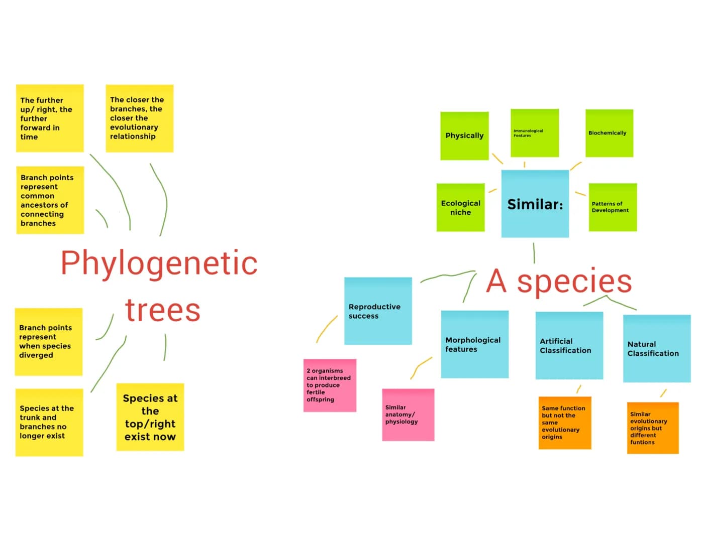 
<p>Phylogenetic trees represent the genetic relatedness and evolutionary relationships between different species. Branch points on the phyl