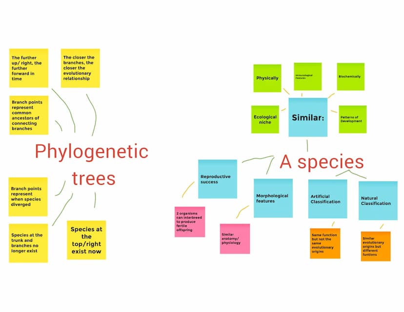 
<p>Phylogenetic trees represent the genetic relatedness and evolutionary relationships between different species. Branch points on the phyl