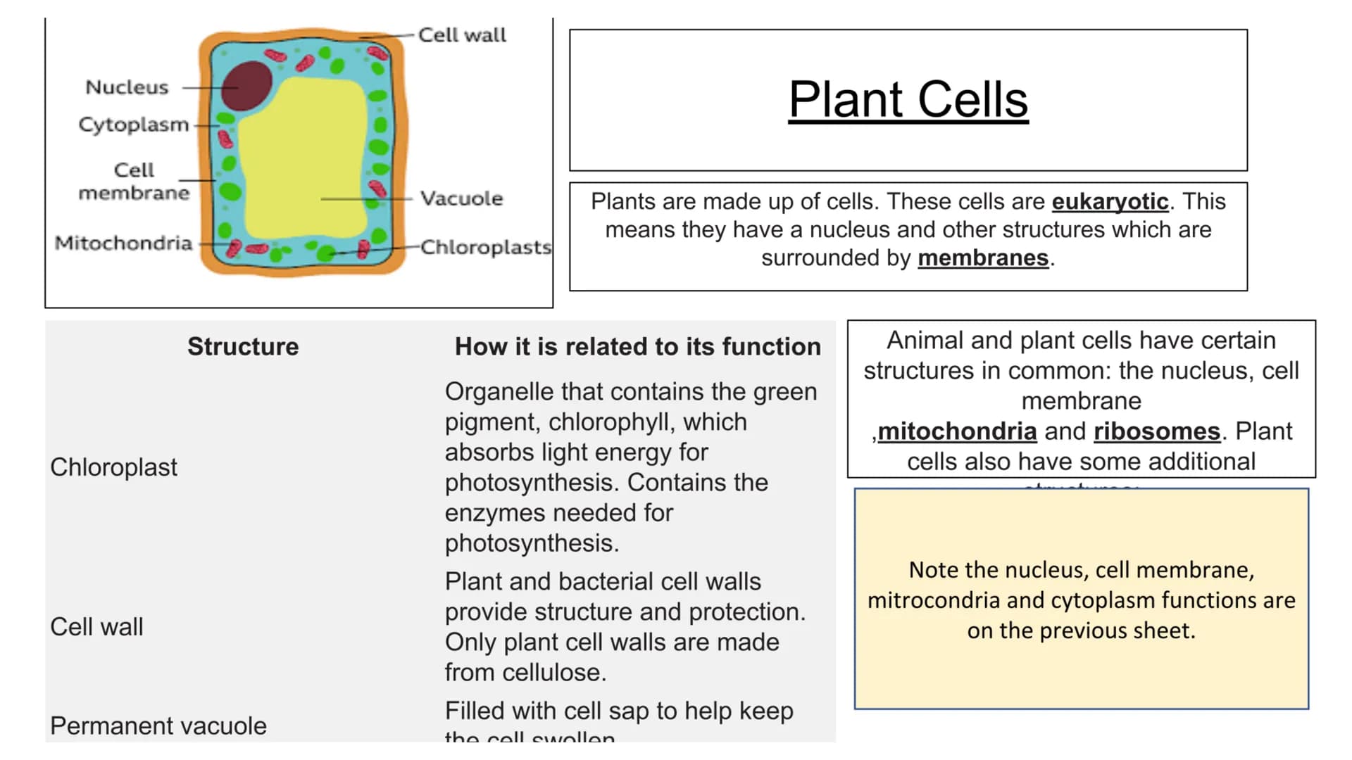 Biology Mock- key concepts, cells and control,
genetics, natural selection and genetic modification
Animals are made up of cells. These cell
