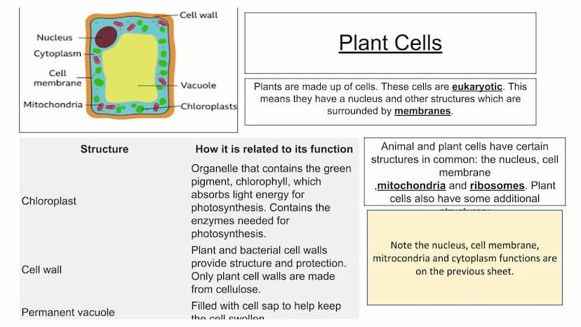 Biology Mock- key concepts, cells and control,
genetics, natural selection and genetic modification
Animals are made up of cells. These cell