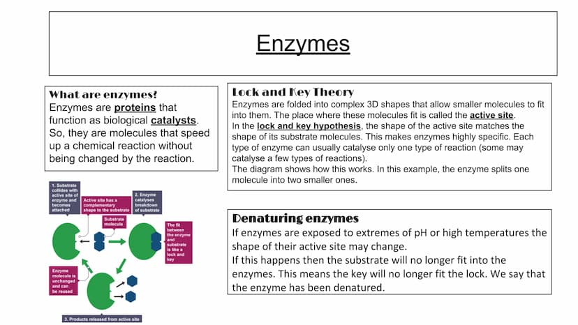 Biology Mock- key concepts, cells and control,
genetics, natural selection and genetic modification
Animals are made up of cells. These cell