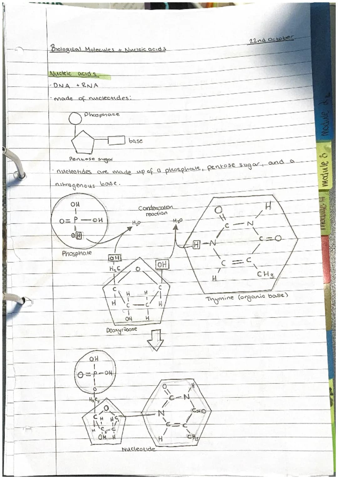 Biological Molecules + Nucleic acids
Nucleic acids.
-DNA +RNA
made of nuclectides:
Phosphate
OH
+
O=P-OH
Pentose suдат
nucleotides are made 