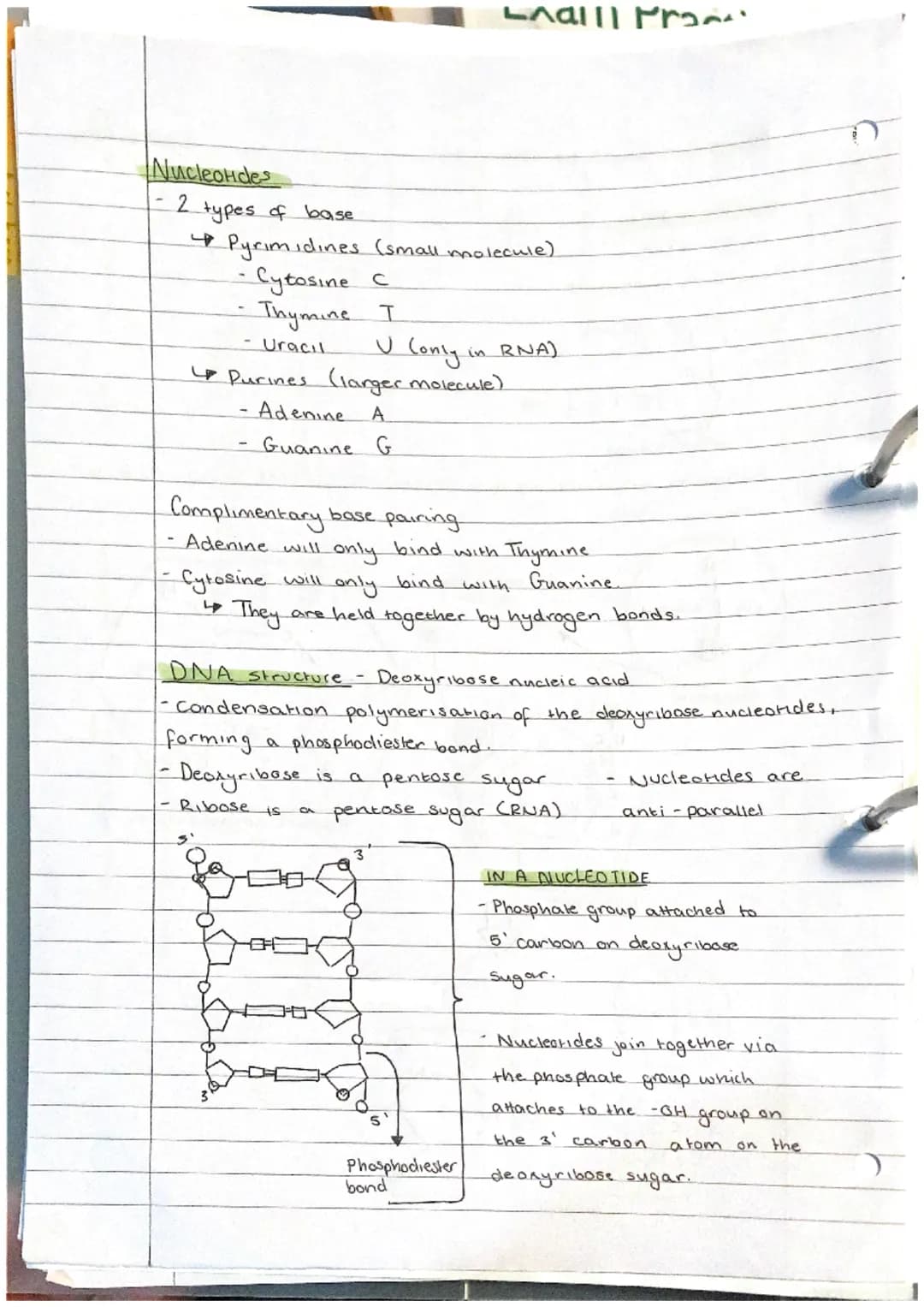 Biological Molecules + Nucleic acids
Nucleic acids.
-DNA +RNA
made of nuclectides:
Phosphate
OH
+
O=P-OH
Pentose suдат
nucleotides are made 