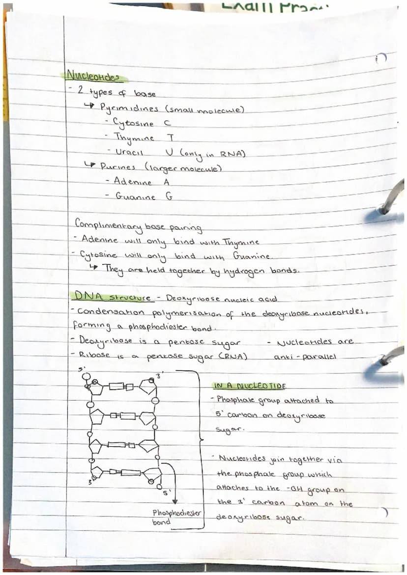 Biological Molecules + Nucleic acids
Nucleic acids.
-DNA +RNA
made of nuclectides:
Phosphate
OH
+
O=P-OH
Pentose suдат
nucleotides are made 