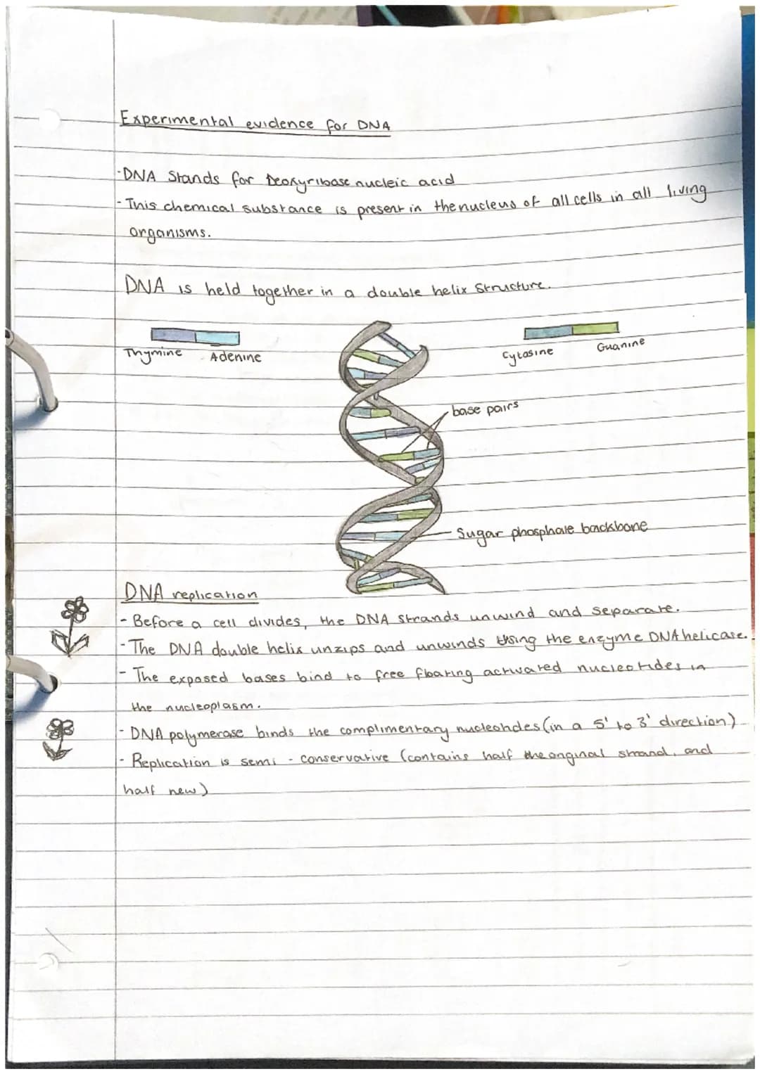 Biological Molecules + Nucleic acids
Nucleic acids.
-DNA +RNA
made of nuclectides:
Phosphate
OH
+
O=P-OH
Pentose suдат
nucleotides are made 