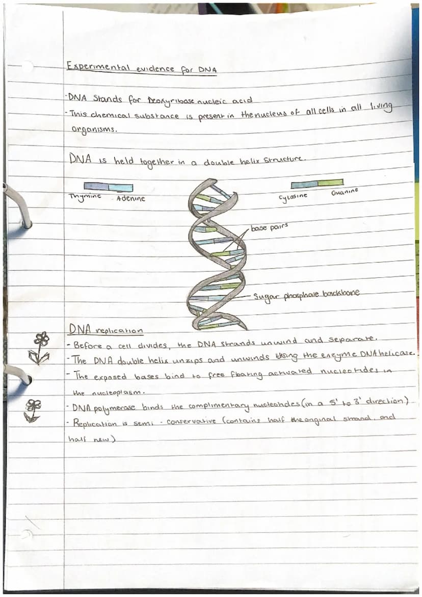 Biological Molecules + Nucleic acids
Nucleic acids.
-DNA +RNA
made of nuclectides:
Phosphate
OH
+
O=P-OH
Pentose suдат
nucleotides are made 