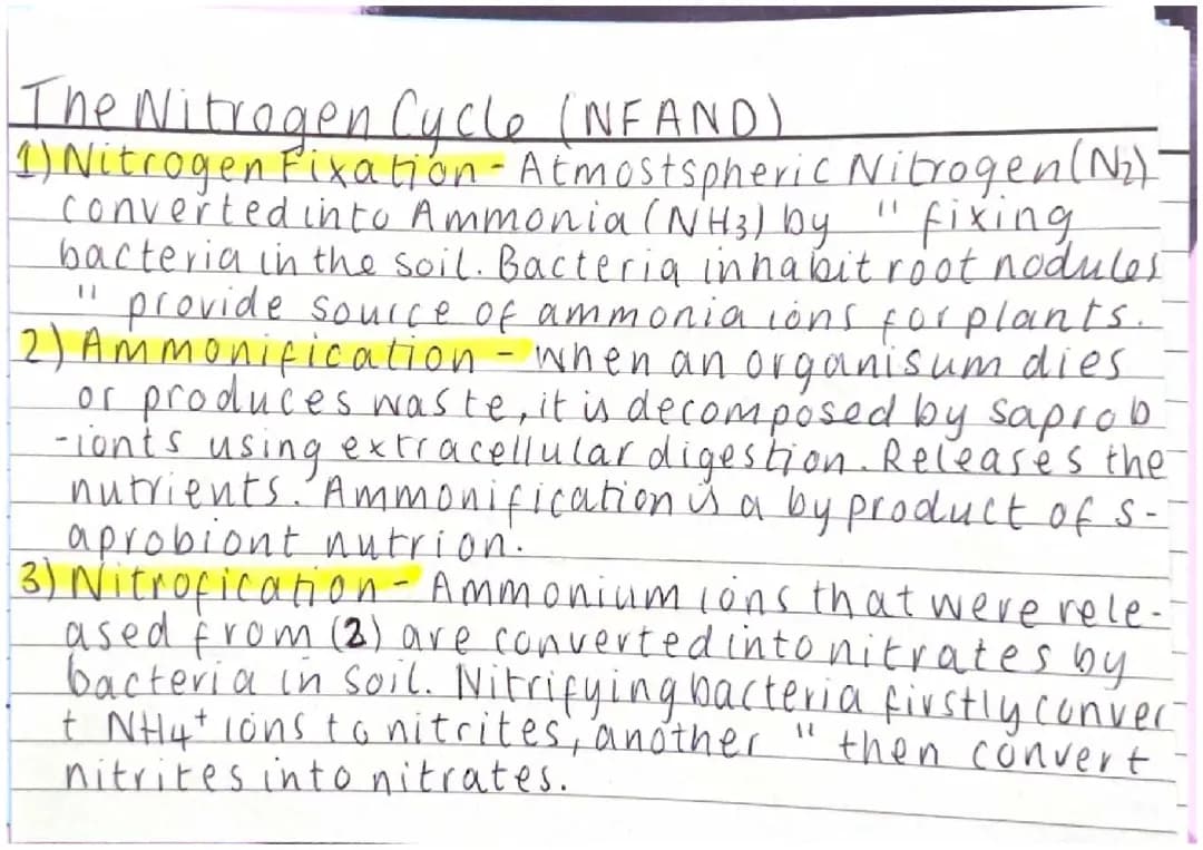 Nitrogen Cycle Stages and Diagram Explained for Kids with PDF