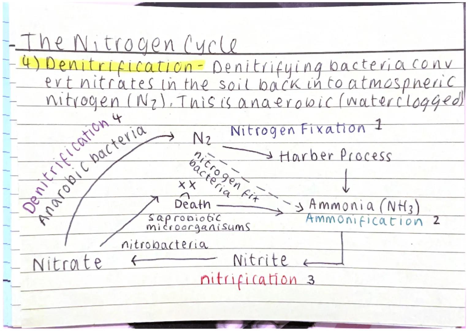 The Nitragen Cycle (NFAND)
1) Nitrogen Fixation - Atmostspheric Nitrogen (N₂)
converted into Ammonia (NH3) by fixing
bacteria in the soil. B