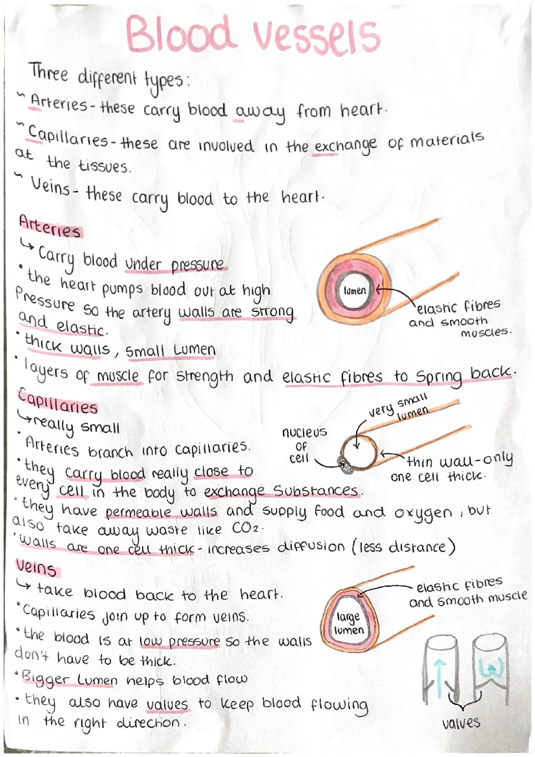 Biology paper 1 posters 