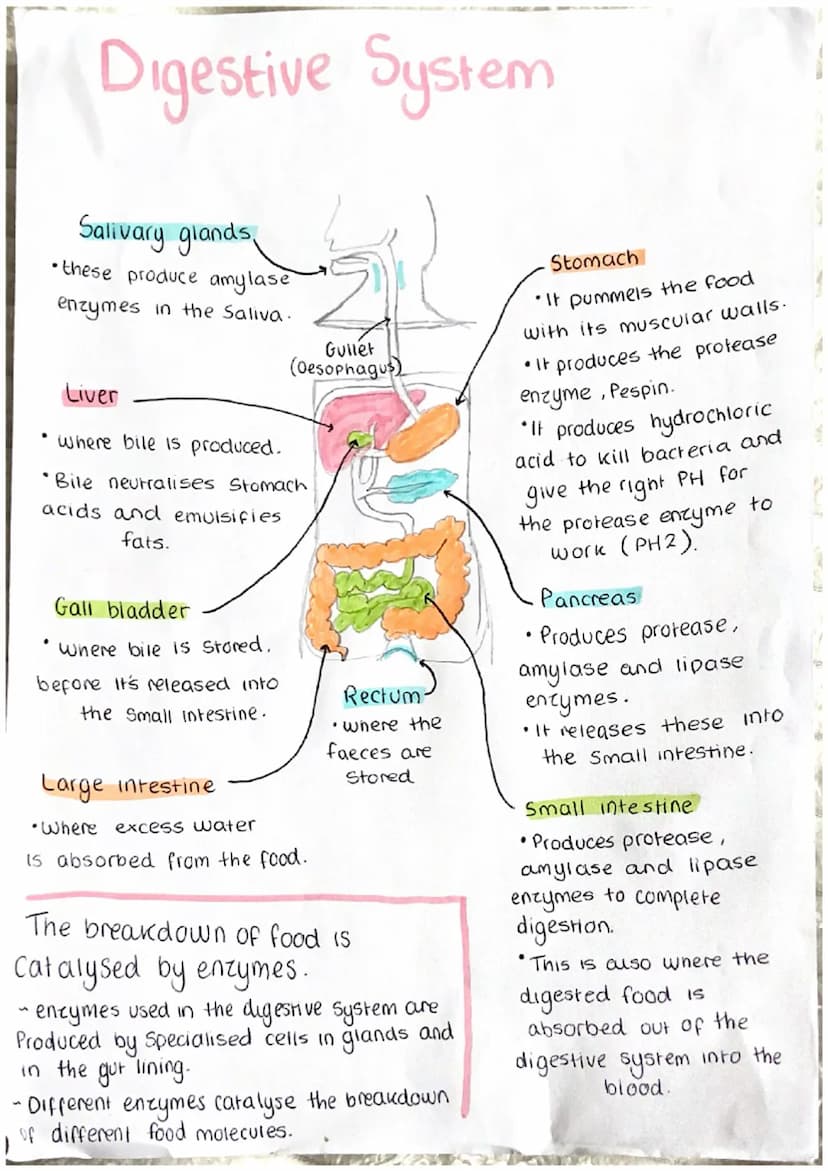 Blood vessels
Three different types:
"Arteries- these
carry
blood
away
from heart.
Capillaries- these are involved in the exchange of materi