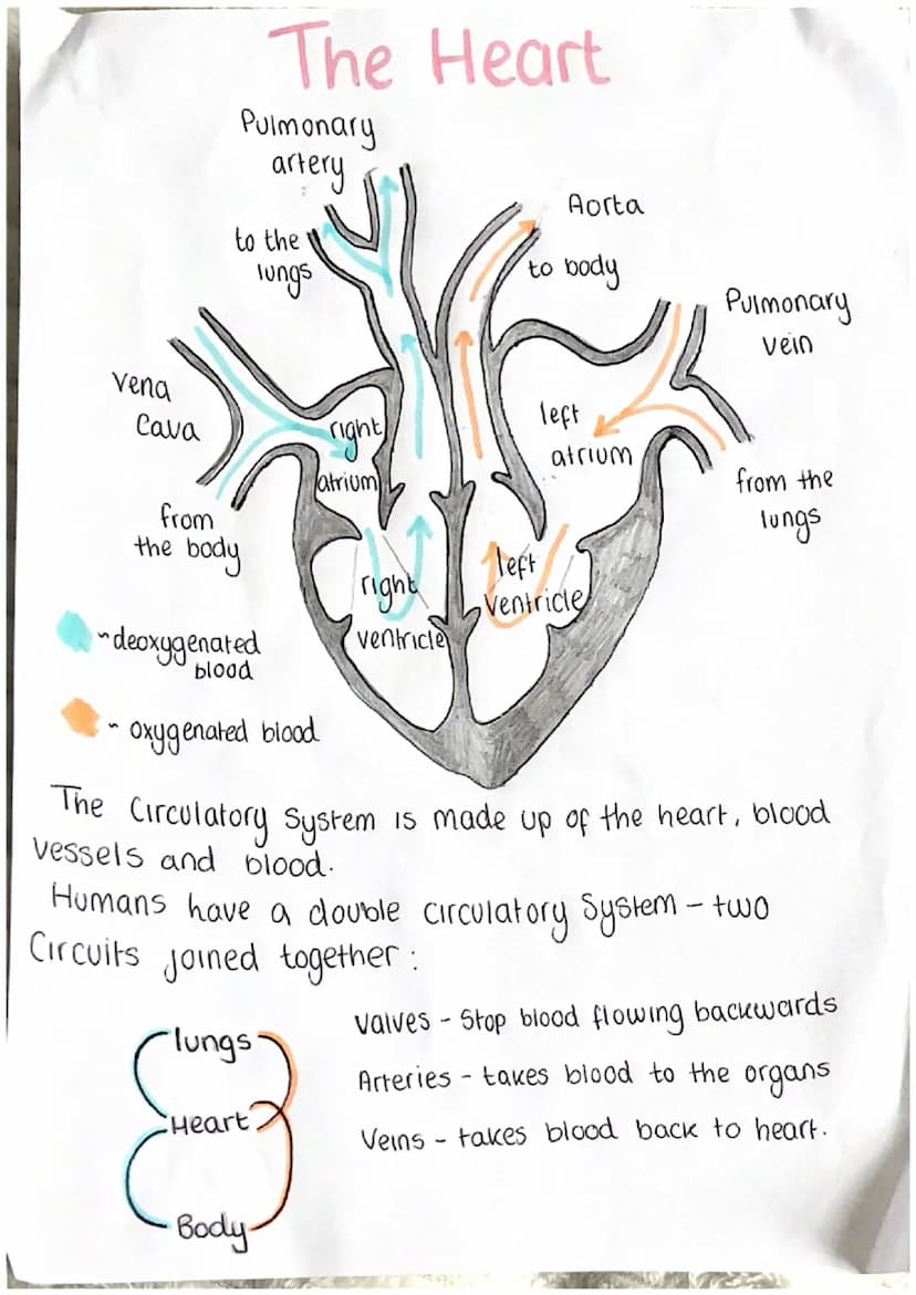 Blood vessels
Three different types:
"Arteries- these
carry
blood
away
from heart.
Capillaries- these are involved in the exchange of materi