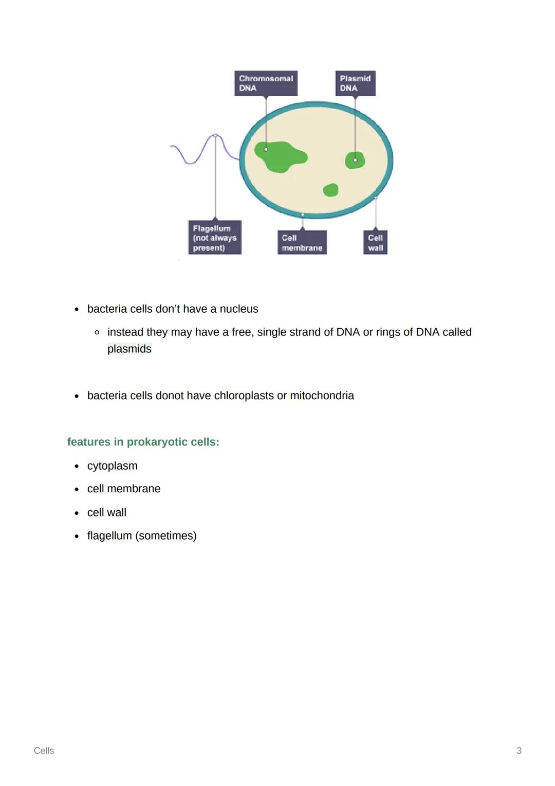 Cells
Cells
• cells can either be prokaryotic or eukaryotic
o prokaryotic cell: a type of cell found in bacteria that does not contain a
nuc