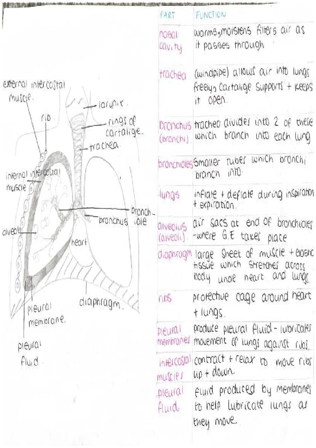 CCEA GCSE Biology: The Respiratory System Explained (PDF & Answers)