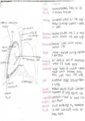 Know Ccea biology gcse respiration and breathing thumbnail