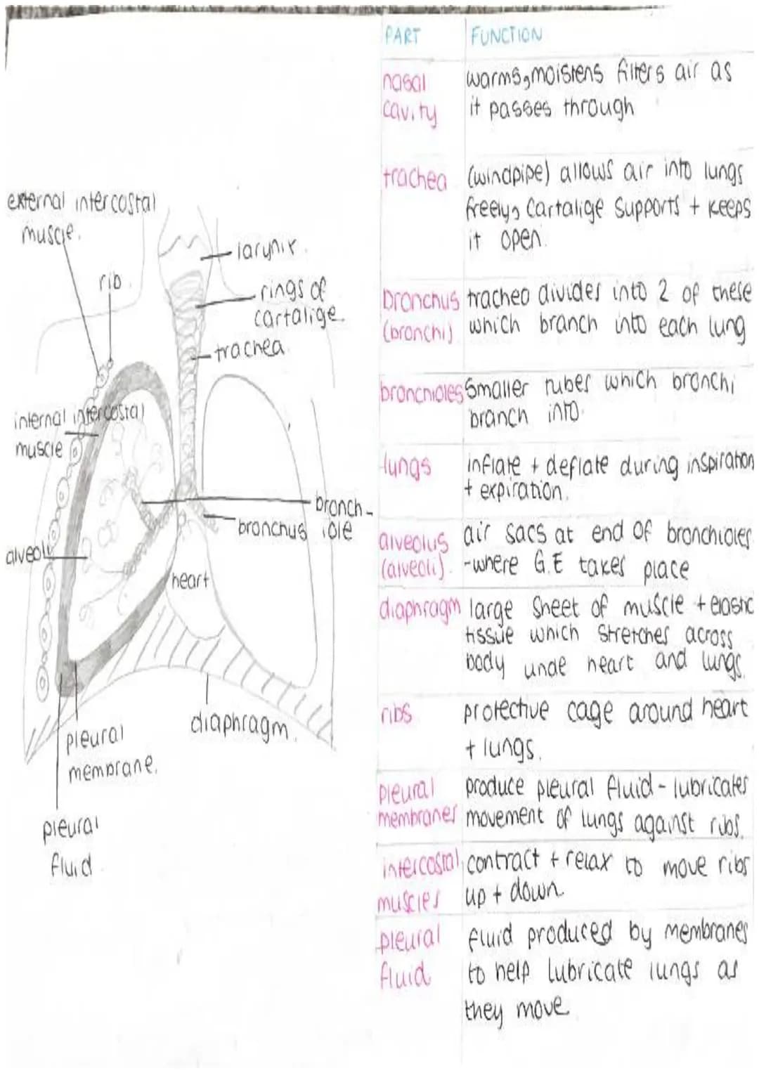 external intercostal
muscle.
rib
internal intercostal
muscle
alveoly
Lall
pleural
membrane,
pleural
fluid
heart
·larynix.
rings of
cartalige