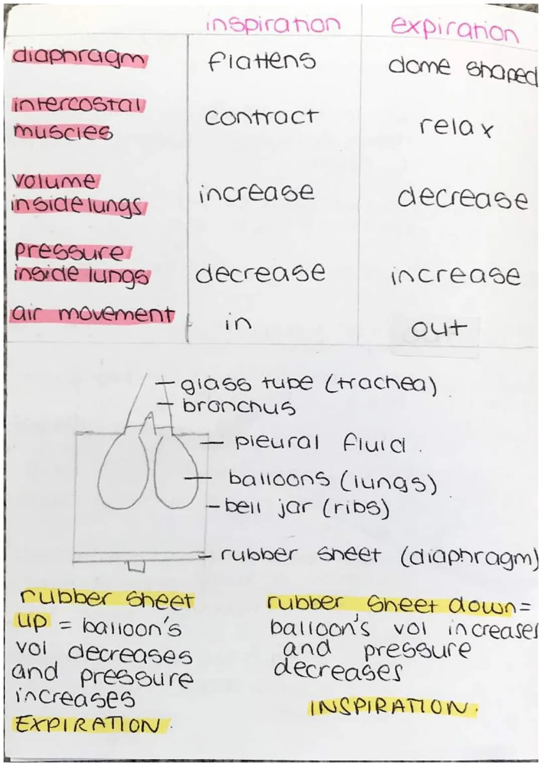 external intercostal
muscle.
rib
internal intercostal
muscle
alveoly
Lall
pleural
membrane,
pleural
fluid
heart
·larynix.
rings of
cartalige