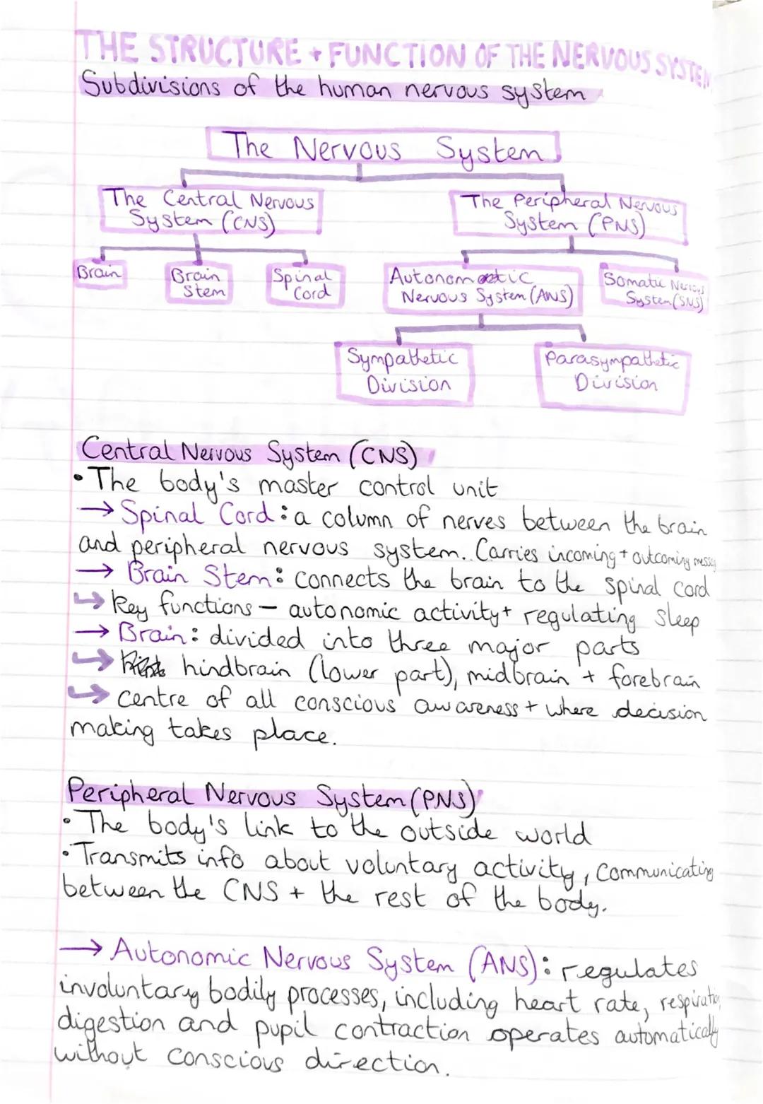 Understanding the Human Nervous System