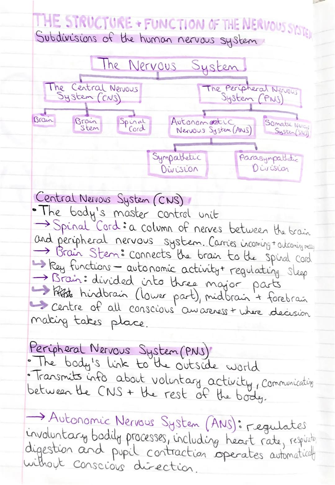 THE STRUCTURE + FUNCTION OF THE NERVOUS SYSTENT
Subdivisions of the human nervous system.
The Nervous System]
The Central Nervous
System (CN