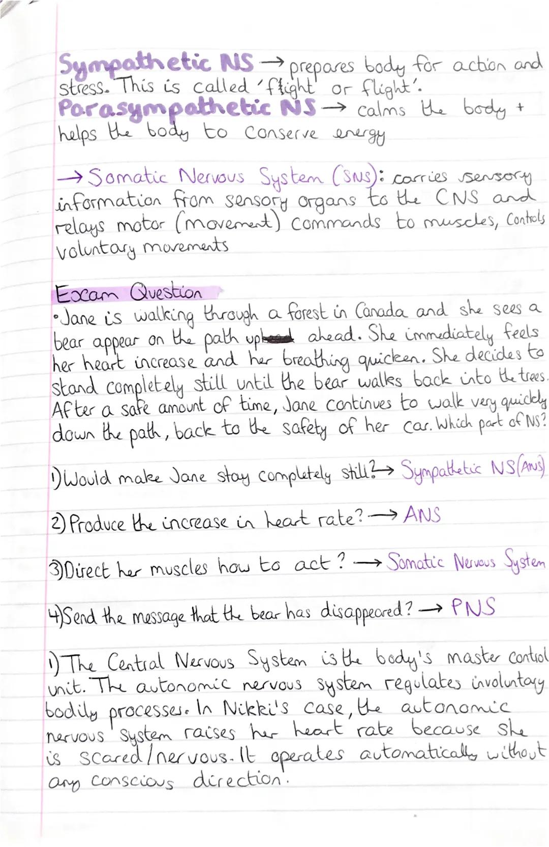 THE STRUCTURE + FUNCTION OF THE NERVOUS SYSTENT
Subdivisions of the human nervous system.
The Nervous System]
The Central Nervous
System (CN