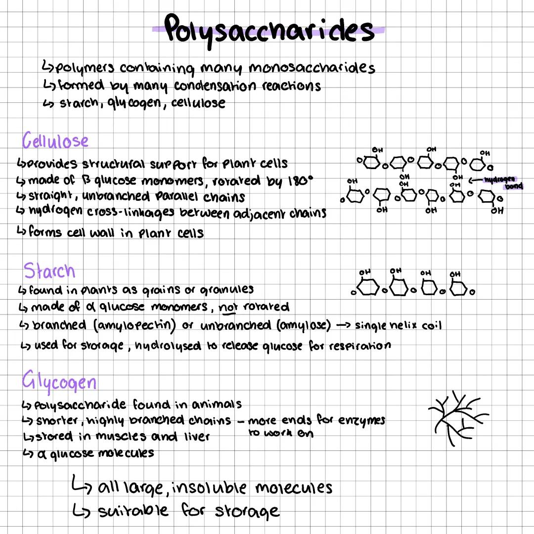 Carbohydrates - mono,di,poly saccharides