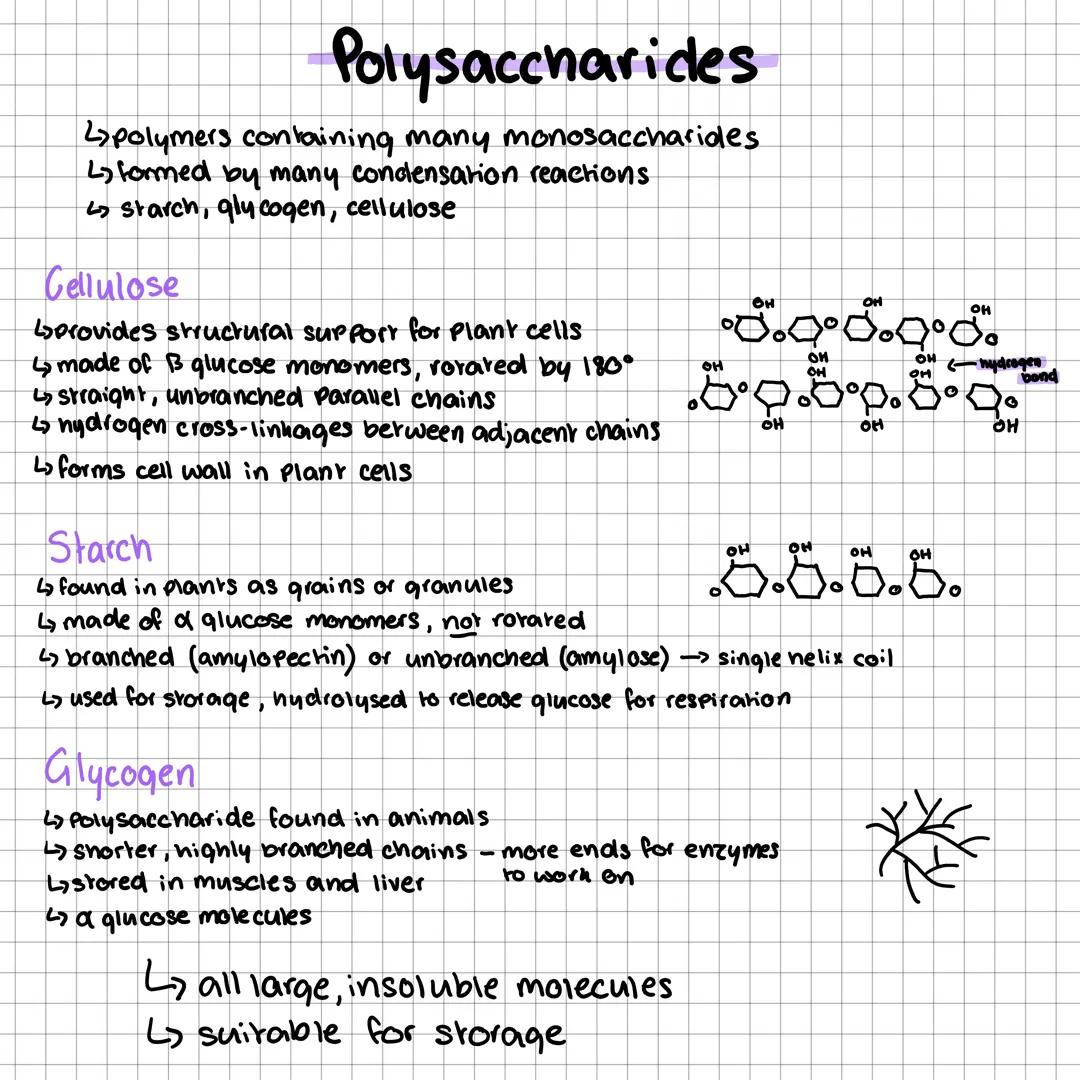 ·carbohydrates
Monosaccharides
4 simple sugars
↳general formula (CH₂O) n
triose
terrose
Pentose →e.q. ribose
nexose
heptose
se.a. glucose, g