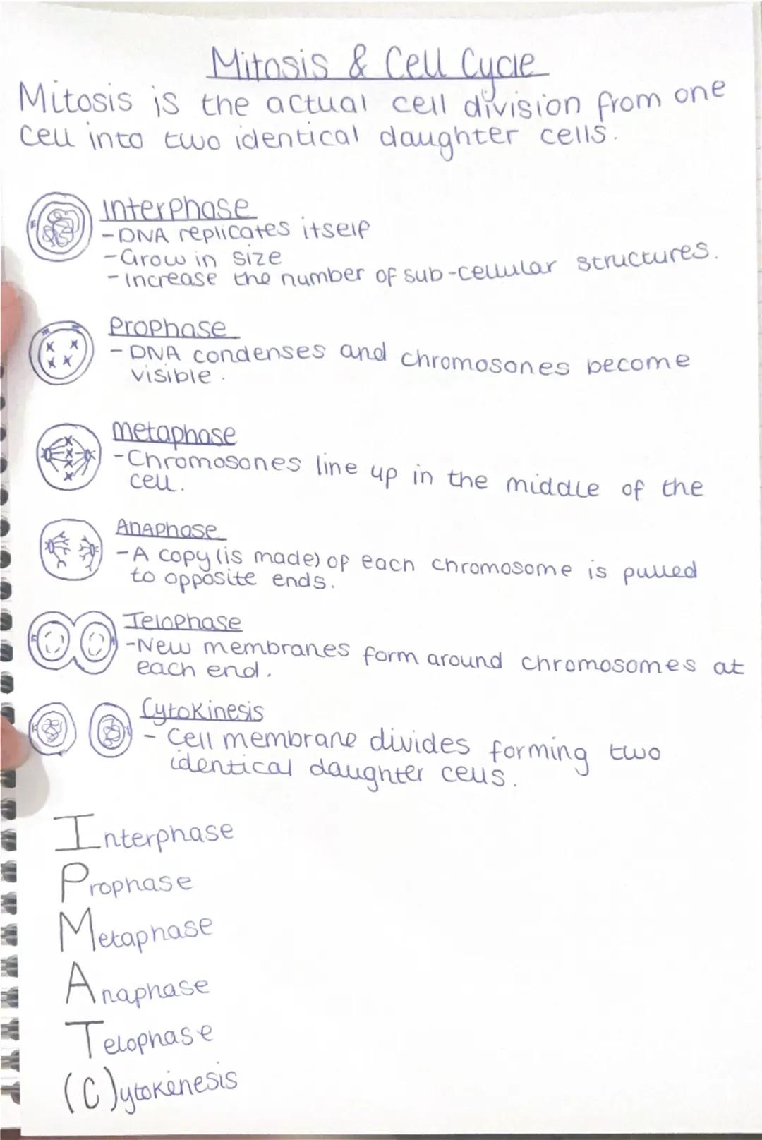 Mitosis & Cell Cycle
Mitosis is the actual cell division from one
Cell into two identical daughter cells.
Inter Phase
-DNA replicates itself