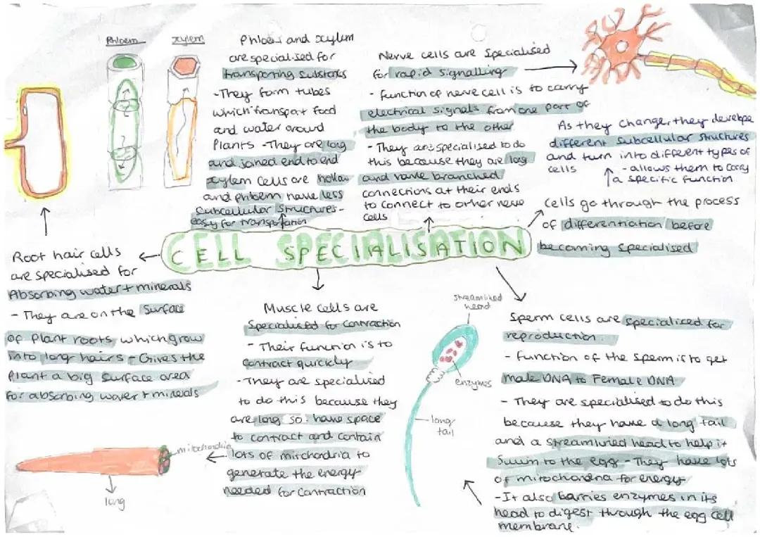 GCSE AQA Biology Paper 1 & 2 Notes, Topics, and Stem Cell Research Info