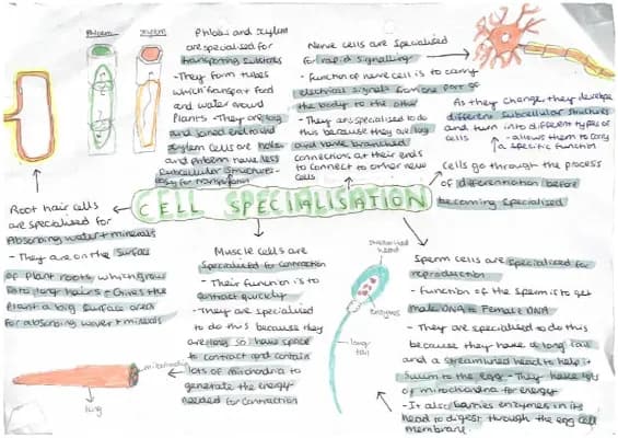 Know GCSE AQA biology paper 1 notes  thumbnail